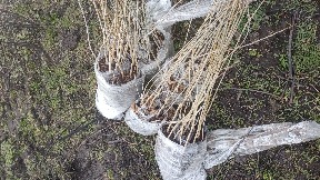 Započeto pošumljavanje